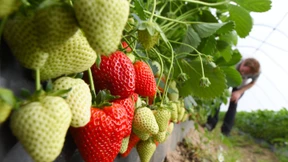 Die ersten Freiland-Erdbeeren in Südhessen sind reif