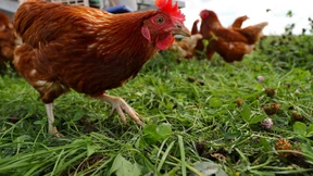 Geflügel muss in ganz Nordfriesland in den Stall