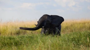 Massaker an Elefanten in Botswana