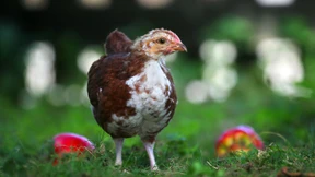 Von Hühnern und Hipstern