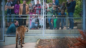 Wenn für Tiger ein neues Leben beginnt