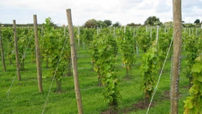 „Der Klimawandel hilft dem Weinbau“