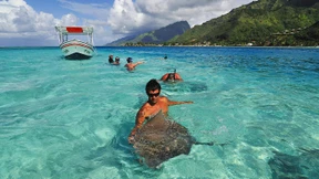 Stachelrochen tötet Schwimmer vor Tasmanien