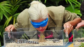 Warum sich Menschen das Dschungelcamp antun