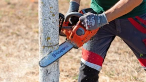 Entwaldungsfreie Lieferketten lassen Sägewerke verzweifeln