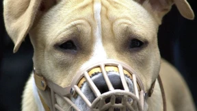 Österreich debattiert nach Attacke auf Joggerin über Kampfhunde