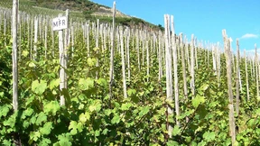 Warum der Kabinett-Riesling noch immer ein Geheimtipp ist