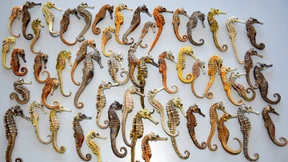 Zoll beschlagnahmt 53 Seepferdchen