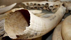 Zoll findet zersägte Elefanten-Stoßzähne in Gepäck