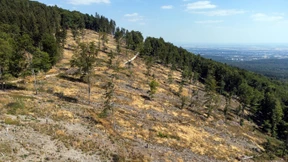 Der Wald von übermorgen