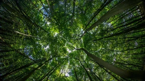 Je nach Blick auf den Wald