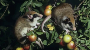 Die Schlafmaus mit der Zorro-Maske