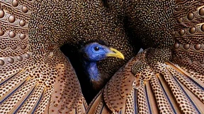 Verteidigung des Schaukastens