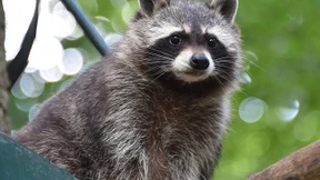 Keine Schonung für Invasoren