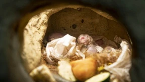 Nicht schön, aber hochinteressant