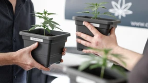 Cannabis-Anbauvereine können starten