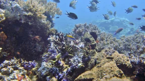 Sind manche Sonnencremes wirklich besser für die Korallenriffe?