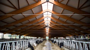 Chips an Kuhbeinen und Spielzeug in der Saubox 