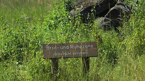 Zerstörte Landschaft zum Leben erweckt