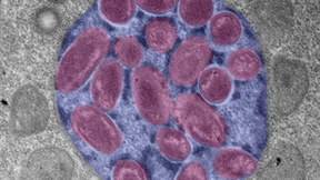 Der Zellkern als Lebensraum