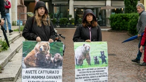 Streit um Problembärin JJ4 in Südtirol eskaliert