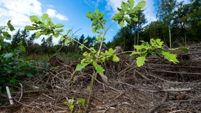 Tannen aus Kalabrien für Hessen?