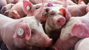 Mehr Platz für weniger Schweine