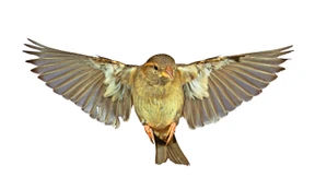 Totgesagte leben länger