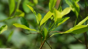 Wird Koka das neue Superfood?