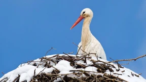 Immer mehr Störche fliegen nicht mehr in den Süden