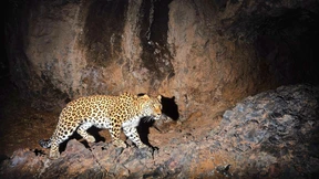 Der Leopard auf dem Balkon