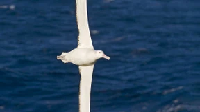 Vögel halten ihre Fristen immer ein