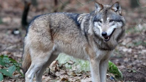 Wölfe reißen immer mehr Nutztiere