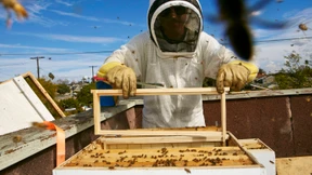 Imker finden die Idee bestechend