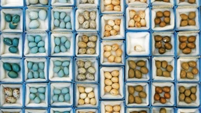 Und für das Gefieder ein wenig Arsen