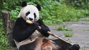 Wie Pandas Energie sparen