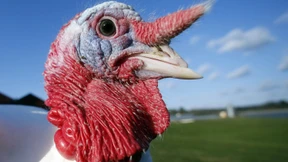 Was hat er nur gegen den Vogel?