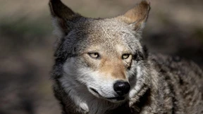 Erleichterte Abschüsse