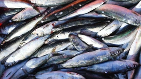 EuGH bestätigt Fangverbot