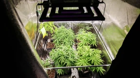 Cannabis-Schwarzmarkt blüht trotz Legalisierung