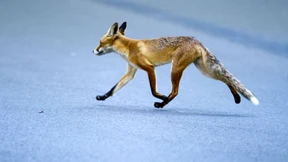 Fuchs greift Frau an: Polizei vermutet Tollwut