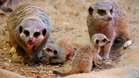 Die ein- und zweiseitige Kommunkation von Erdmännchen