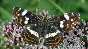 Ein Elite-Basis-Konflikt 