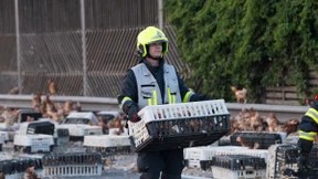 7000 Hühner auf der Autobahn