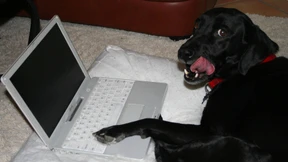 Hunde, wollt ihr ewig chatten