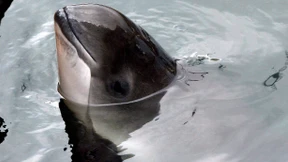 Tier des Jahres 2022 ist der Gewöhnliche Schweinswal