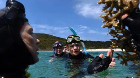 Das Horrorjahr für das Great Barrier Reef