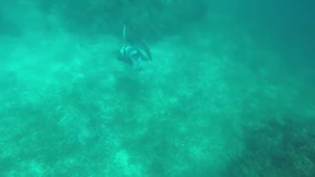 Hai beißt Harpunenfischer in den Kopf