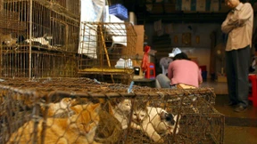 150 Katzen vor dem Schlachthof gerettet
