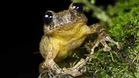 Baumfrosch nach 137 Jahren wiederentdeckt